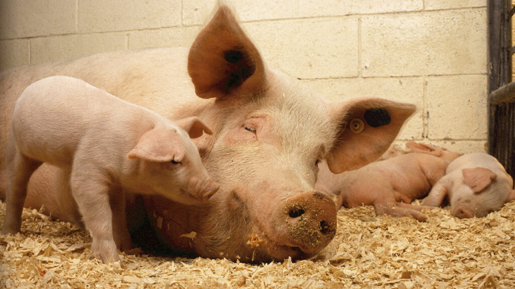 Nova Vis o Na Rela o Humana Com Animais Comudsaber Sua Comunidade 
